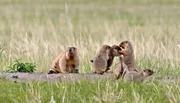 Steppenmurmeltiere graben Erdbaue in welchen die Familiengruppen Zuflucht finden.