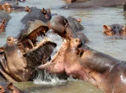 Die Flusspferd-Männchen liefern sich in Mitten der Herde einen Kampf. Sie versuchen sich gegenseitig mit weit geöffnetem Maul einzuschüchtern.