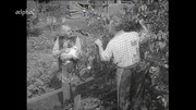1955: Familie Schölermann im Schrebergarten - Streit mit dem Nachbarn am Gartenzaun.