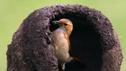 Töpfervogel beim Nestbau
