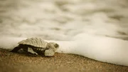 Baby turtle enters the sea for the first time, Costa Rica
