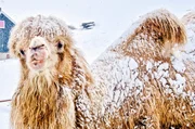 Ungewöhnliches Bild: In Norwegen kaufte eine Familie Kamele, um zu reisen.Zur ARTE-Sendung Bur und Bestla - 2 Kamele am Polarkreis Ungewöhnliches Bild: In Norwegen kaufte eine Familie Kamele. © Karl Erik Rikardsen Foto: ARTE