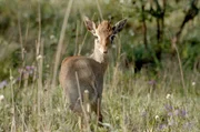 Das Kirk-Dikdik ist eine der kleinsten Antilopen Afrikas. Wegen seiner auffälligen Nase wird es auch Zwergrüssel genannt.