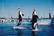 Two killer whales jump in air in aquarium as audience watches. Orcinus orca