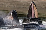 KINGDOM OF THE OCEANS
Vierdelige documentaire serie van Jacques Cluzaud en Jacques Perrin over de dieren in de oceanen, van de Noordpool over de tropen tot de Zuidpool. Elke aflevering belicht één specifieke maritieme biotoop: de volle zee, de kusten en zandbanken, de riffen en de grens tussen land en zee.

Aflevering 1: "Into the blue"

In deze eerste aflevering duiken we diep onder water in volle zee, ver van de kusten en het land. Het lijkt een rijke en vruchtbare biotoop die volop voedsel verschaft, maar dat is niet altijd zo. Soms is het de grote leegte, een woestijn onder water. Wie zich hier waagt, moet sterk en onverschrokken zijn. Je moet bestand zijn tegen sterke stromingen, stormen en andere natuurelementen, en je vindt er vaak nauwelijks iets te eten. Er is geen enkele houvast en geen enkele schuilplaats. Dit is het rijk van de grote jagers: blauwe vinvissen en witte haaien, tonijn en marlijn. Hier voeren zij hun eeuwige strijd om voedsel en een partner.