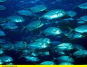 PHOENIX REVOLUTION AM RIFF - TEIL 2, "Hoffnung für die Fische", am Dienstag (28.05.13) um 21:00 Uhr.
Ein Makrelenschwarm vor dem Riff. Mehr als 4000 Fischarten sind im Great Barrier Riff beheimatet.