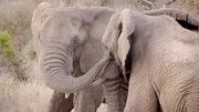 Two Elephants show affection at the Thula Thula Private Game Reserve, in South Africa, 2014