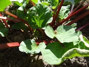 Rhabarber im Querbeet-Garten.