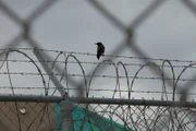 Puerto Rico: A crow on barbwire.