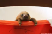 Meet the Sloths