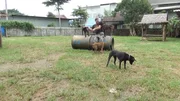 Ein Herz für Hunde: Auswanderer Lauri (53)