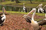 Die Brillenpelikane im Tierpark Berlin kommen ins Sommerquartier.