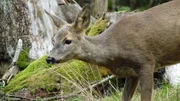 Etwa 60 Rehe frisst ein Luchs pro Jahr.