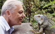 David Attenborough