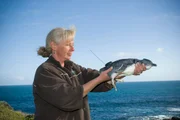 Den Pinguinen auf der Spur: Die Feldforscherin Leanne Renwick versieht einen Pinguin mit einem Mikrochip.
