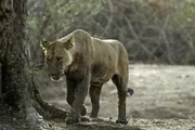 Der Luangwa ist einer der größten Flüsse in Sambia, an der Grenze zu Malawi. Auf einer Länge von über 800 Kilometern tummeln sich zahlreiche Tierarten: Nilpferde, Elefanten, Büffel, Antilopen und die verschiedensten Raubtiere. Löwen sind eine gefährliche und gefürchtete Gang im Luangwa-Nationalpark. Baby-Nilpferde gelten bei ihnen als besondere Delikatesse.