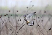 Turmfalke