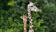 Nur die Rothschildgiraffe Amalka darf für Nachwuchs bei den Giraffen im Tierpark Berlin sorgen.