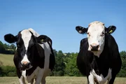 Holstein Kühe