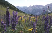 Blick auf die Gebirgsgruppe der Ammergauer Alpen, die auch Ammergebirge genannt werden.
