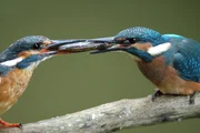 Eisvogel