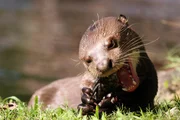 Universum "Mein Otter Sancho" Im Bild: Sancho - der verwaiste Otter beim Fisch essen. Die Riesenotter zählen zu den charismatischsten Bewohnern des Südamerikanischen Pantanal. Sancho jedoch ist ein ganz besonderer Otter: Er wurde als verwaistes Baby von Fischern gerettet und kaum zwei Wochen alt der Tierärztin Carolina Vargas zur Pflege übergeben. Sie war vor Jahren ins Pantanal gezogen, um das Verhalten wilder Riesenotter zu beobachten, doch jetzt musste sie ihre Studien auf Eis legen, denn von nun an übernahm die Veterinärin die Rolle der Pflegemutter. In den ersten Wochen stand alle zwei Stunden Fläschchengeben am Plan, später hatte Carolina die Aufgabe, ihrem Zögling schwimmen zu lernen und mit ihm zu üben, wie man Fische fängt. Dieser Film beobachtet, wie Sancho Schritt für Schritt den Weg in die Selbständigkeit findet.