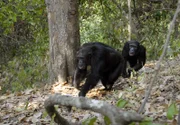 Im zerklüfteten Bergwald des Mahale Nationalparks lebt Tansanias größte Schimpansen-Population.