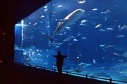 Okinawa Aquarium