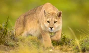 Ein wilder Puma - patagonisches Top-Raubtier, durchquert das Andeanvorland und schleicht sich an seine Beute heran. Diese Pumas leben weiter südlich als alle anderen großen Katzen der Erde.