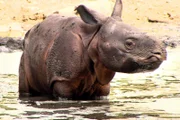 Der kleine Panzernashornbulle Thanos im Berliner Tierpark geht baden.