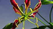 Die Gloriosa, auch Ruhmeskrone genannt, ist eine Kletterpflanze.