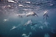 Cape Gannets can swim down to 60 feet and hold their breath for up to 45 seconds.(Photo credit: © Shutterstock)