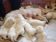 Golden Retrieverzucht; Welpen (Foto für alle Folgen)