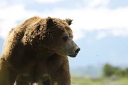 Braunbär in Alaska.