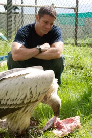 Steve Backshall mit einem Kapgeier.