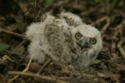 Baby owl.