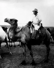 Sven Hedin auf seiner "Kameliendame" die ihn durch die Wüste Gobi getragen hat.