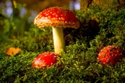 Über das „Wood Wide Web“ der Pilze wird der Wald quasi zum gigantischen Organismus. Hier tauscht er Nährstoffe aus – und Nachrichten.