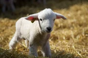 Lamb in barn, South Wales Mountain
