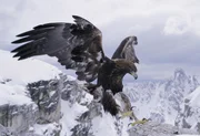 Steinadler.