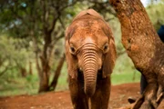 Elephant, Kenya