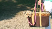 Yorkshire-Terrier-Hündin "Lili" in der Hundetasche