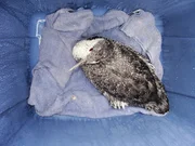 Nachdem ein mysteriöser Schaum ihm den Lebensraum streitig gemacht hat, muss dieser Wasservogel durch Menschenhand am Leben erhalten werden ...