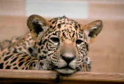 Die Jaguardrillinge Atiero, Jumanes und Valdivia - knapp acht Wochen alt - werden täglich gewogen. Die Pfleger im Tierpark Berlin können somit kontrollieren, wie sich die Drei entwickeln. - Eines der Jaguarbabys