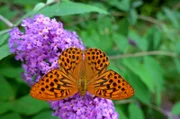 Der Schmetterlingsflieder trägt seinen Namen, da sein Nektar viele Insekten und vor allem Schmetterlinge anlockt. Er kommt ursprünglich aus China und kann auf beinahe jedem Untergrund wachsen.