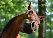 total verrückte Tiere