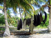 Früher wurden Haie auf Polynesien respektiert und geschützt - heute trocknen die Haifischflossen in der Sonne.