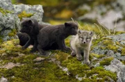 Fela, ein fünf Wochen altes weißes Polarfuchsjunges, mit drei seiner sieben dunklen Geschwister, die aus ihrer Höhle auf der Hornstrandir-Halbinsel in Island auftauchen.