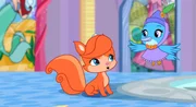 Bienvenue au petit royaume des Palace Pets