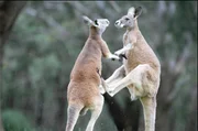Kängurus